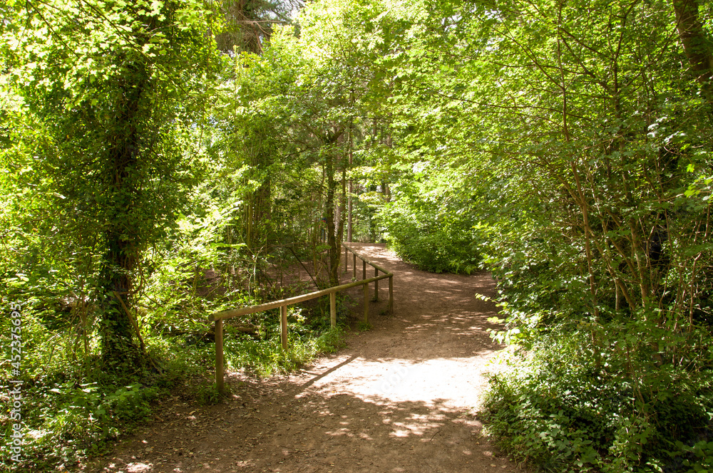 summertime landscape and trees in the woods.