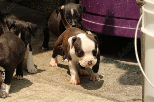 Fototapeta Naklejka Na Ścianę i Meble -  grupo de cachorros pitbull negros con manchas blancas y cafe con manchas blancas paseando