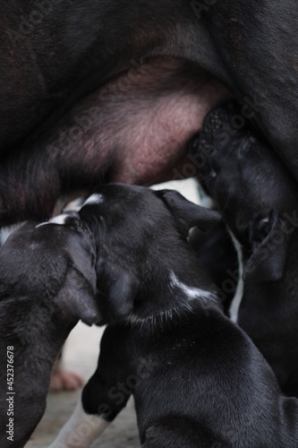 cachorros pitbull negros con blanco alimentándose de  las mamas