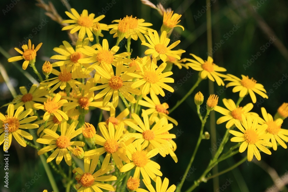 yellow flowers in the garden yellow flowers in the garden