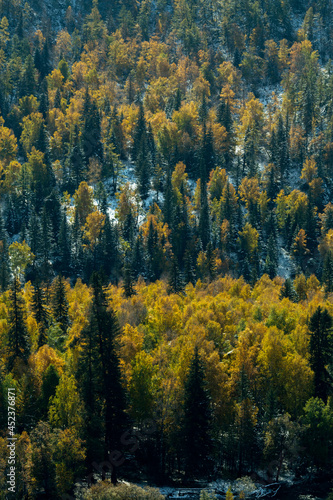 View of the autumn forest in the foothills of the Altai Republic, Russia.