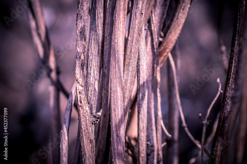 Dry branches intertwined. Autumn nature.