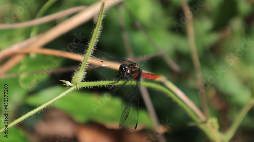 Face and wing tip of a brown backed red marsh hawk dragonfly sitting on a hairy vine