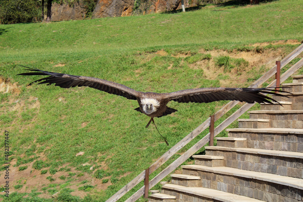 Buitre volando