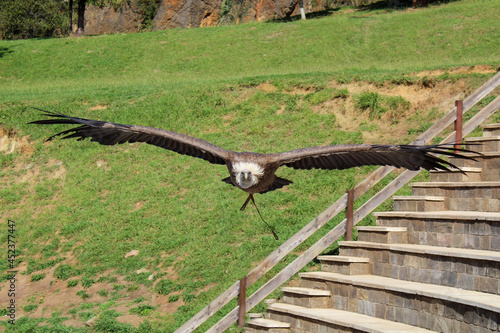 Obraz na płótnie Buitre volando w salonie