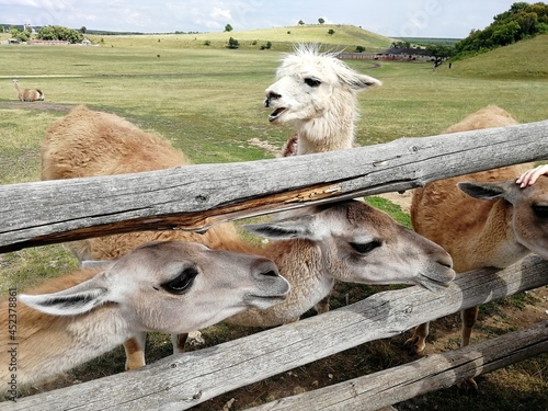 an alpaca and guanacos on the farm