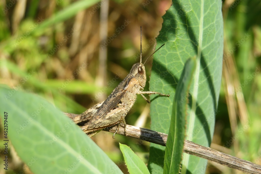 Brown grasshopper sitting on plant in the meadow, closeup 