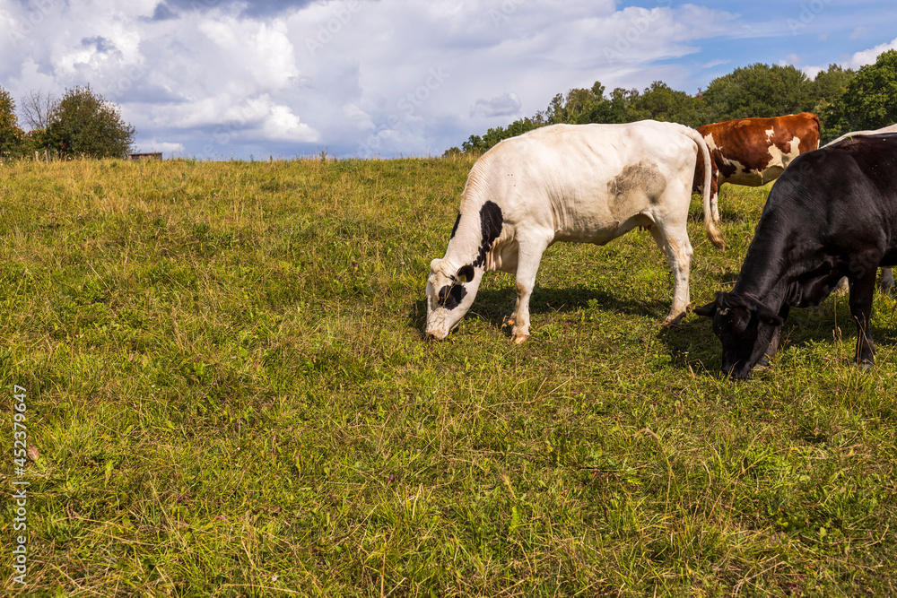 Beautiful view of group of cows in field on beautiful summer day. Agriculture concept. Animals concept. Beautiful view of group of cows in field on beautiful summer day. Agriculture concept. Animals concept.