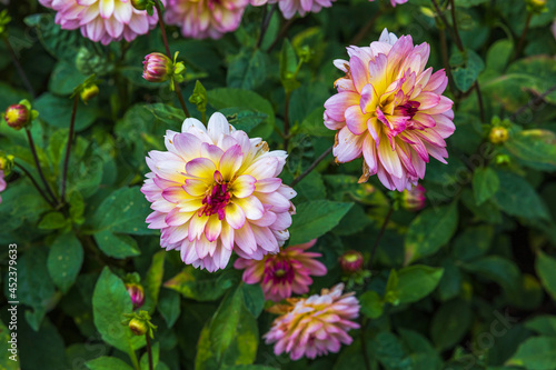 Close up view of colorful dahlias flower isolated on green background. Beautiful nature backgrounds.ds.