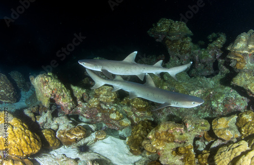 White tip reef sharks at night at Cocos Island © Michael Bogner