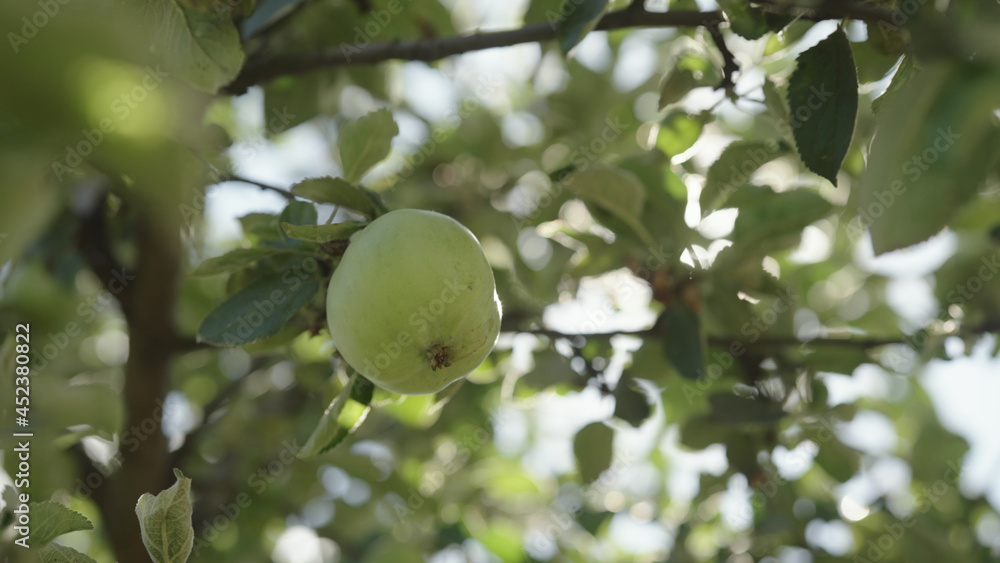 green apple on apple tree with sun peeking through leaves