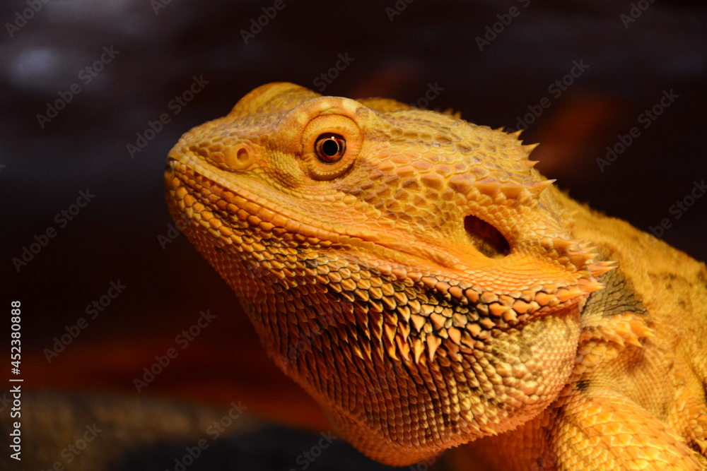 lizard, bearded dragon, dragon, bearded agama, male dragon face, male lizard face, dragon face, lizard face