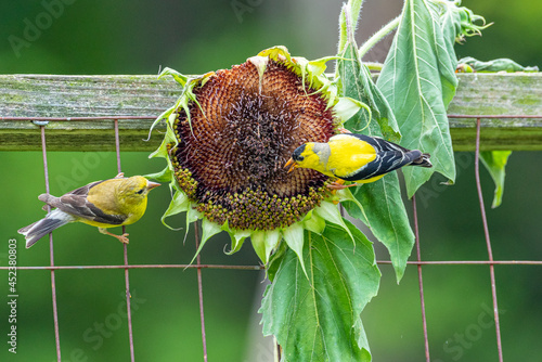 Canvas Print Yellow goldfinch birds perched on fence pecking at sunflower plant and seeds