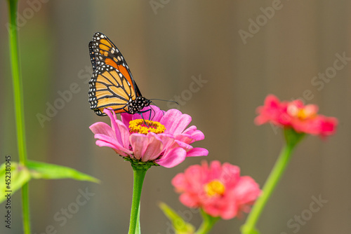 Monarch butterfly perched on pink zinnia flower in garden