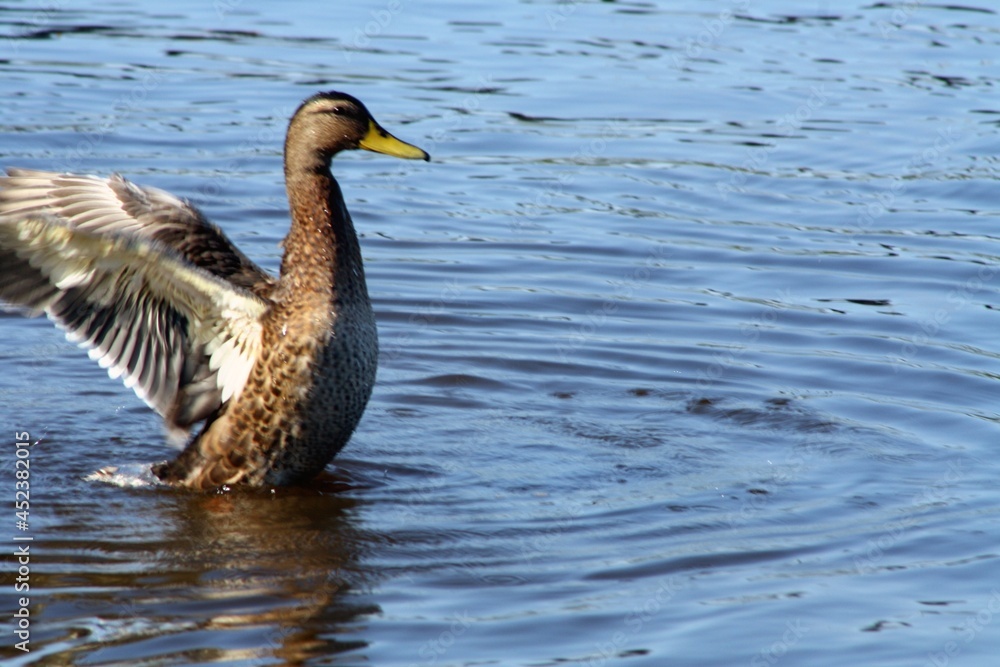 duck on the water duck on the water