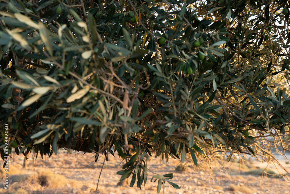 Olive Grove on the island of Greece. plantation of olive trees. Olive Grove on the island of Greece. plantation of olive trees.