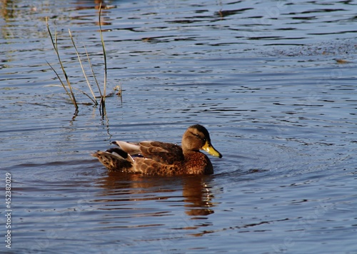 duck in the water