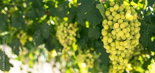 Green grapes macro photo, n...