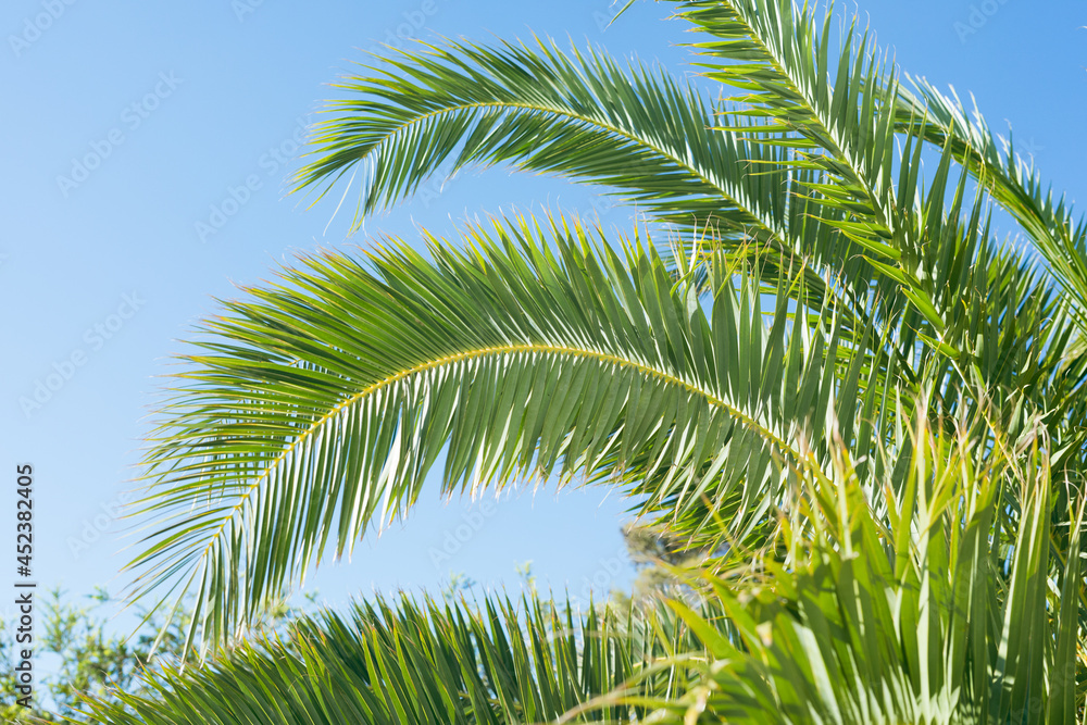 Fototapeta premium Borassus flabellifer,Sugar palm in garden