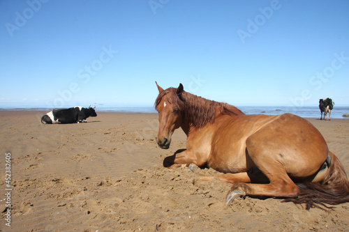 A horse and cows lie on the sandy shore of the White Sea, basking in the sun.