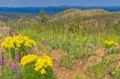 Yellow and purple flowers grow on top of a 9,200 foot mountain in New Mexico.