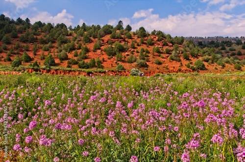 A mix of wildflowers grow in a New Mexico valley surrounded by low rocky hills while puffy white clouds blanket the blue sky.