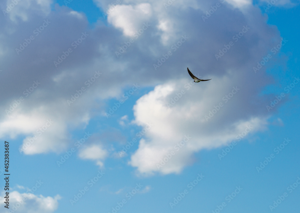 Barn swallow (Hirundo rustica) in flight under a cloudy summer sky Barn swallow (Hirundo rustica) in flight under a cloudy summer sky