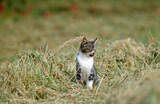 Cat on a field // Hauskatze auf einem Feld (Felis catus)