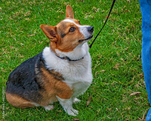 Delightful dog portraits