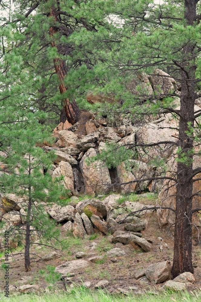 Pine trees surround a pile of boulders in a New Mexico meadow. Pine trees surround a pile of boulders in a New Mexico meadow.