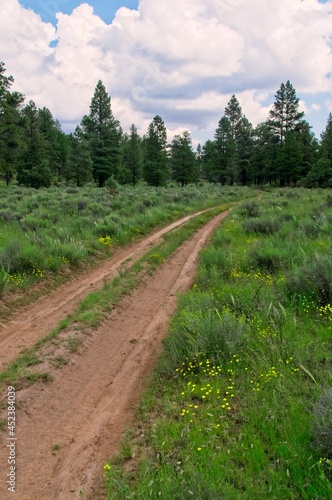 A dirt road splits a New Mexico meadow and disappears into a forest of pine trees.