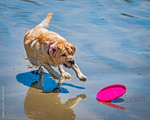 Delightful dog having fun at the beach © Elisabeth