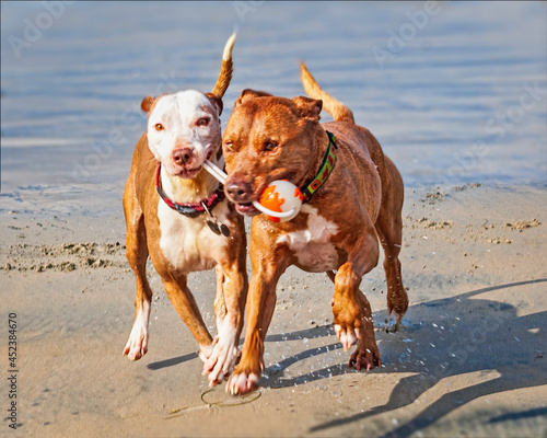 Delightful dog having fun at the beach
