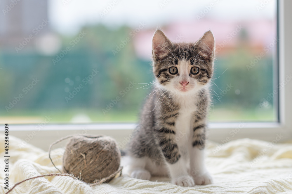 Naklejka premium cute brown kitten cat sitting on the window at home looking at the camera close-up. High quality photo