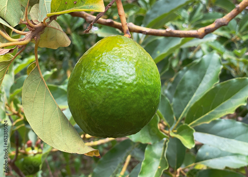 Wallpaper Mural Avocado tree close-up, natural background. Healthy food concept Torontodigital.ca