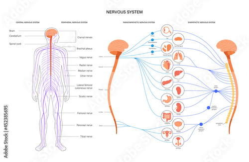 Autonomic nervous system photo