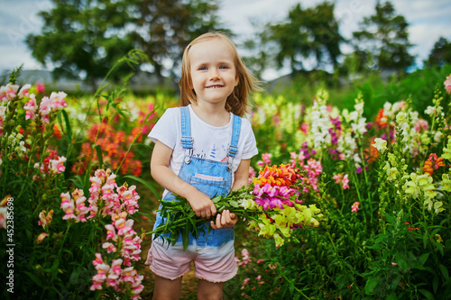 Adorable girl picking beautiful antirrhinum flowers on farm