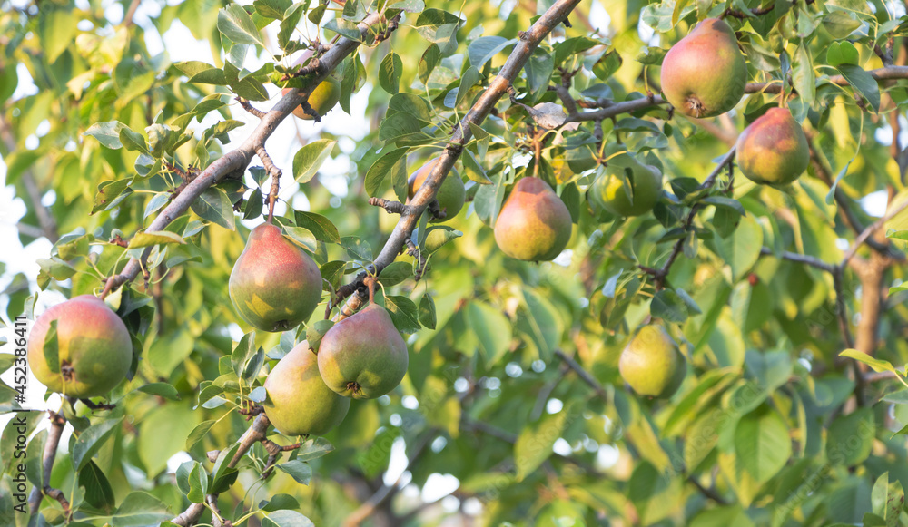 A bunch of sweet and delicious pears in the tree