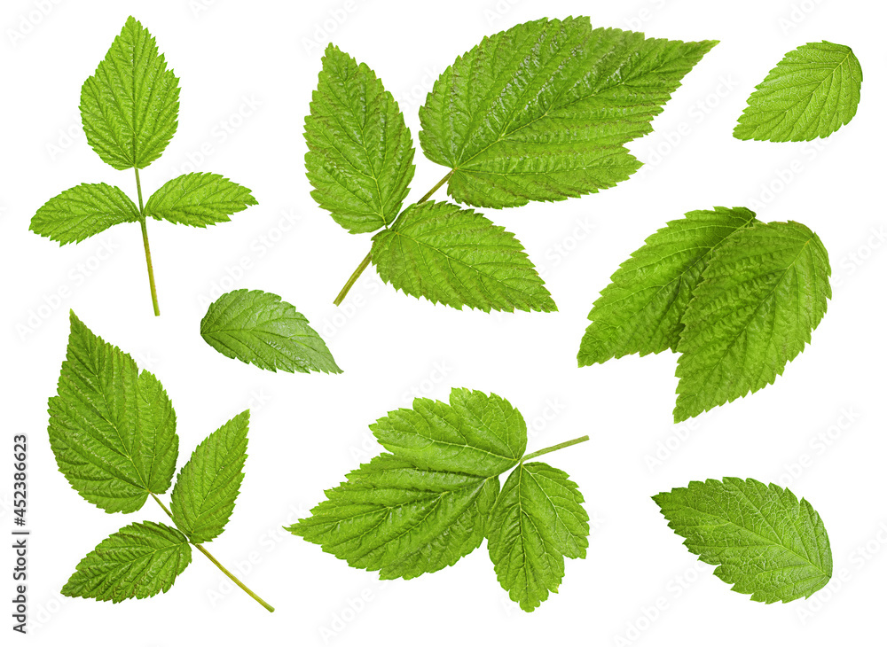 set of fresh raspberry leaves on isolated white background set of fresh raspberry leaves on isolated white background