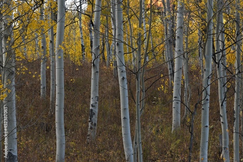 Fall Aspens