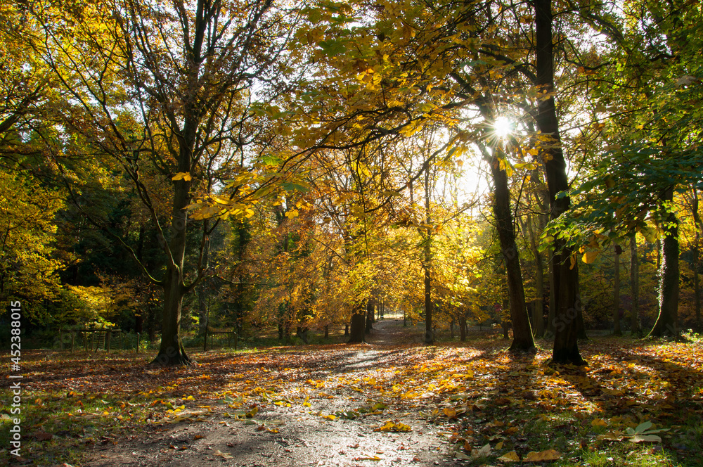 Fototapeta premium Autumn trees and leaves in the woodlands, 
