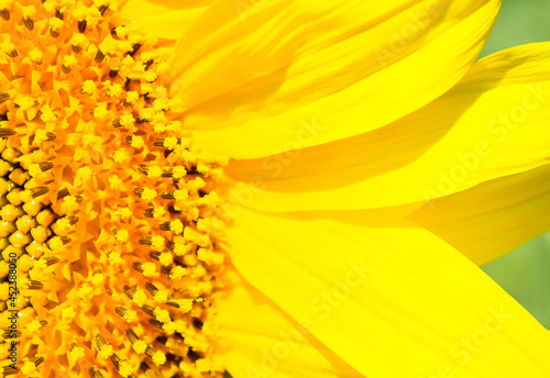 Closeup of part of blooming sunflower