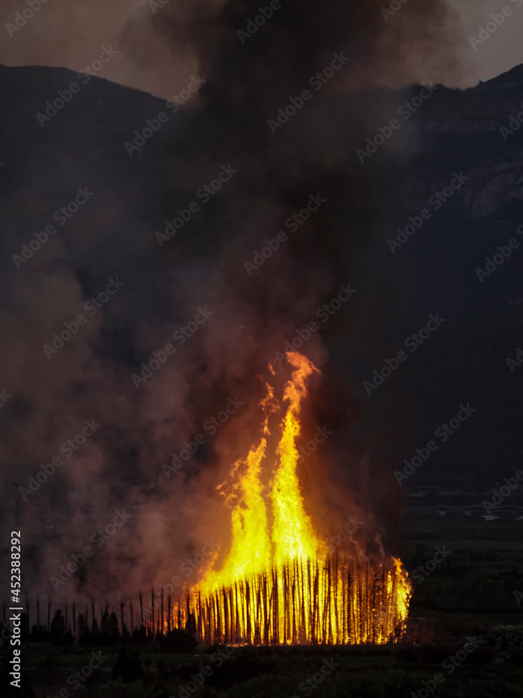 Obraz premium Forest fire in a palm grove with big flames