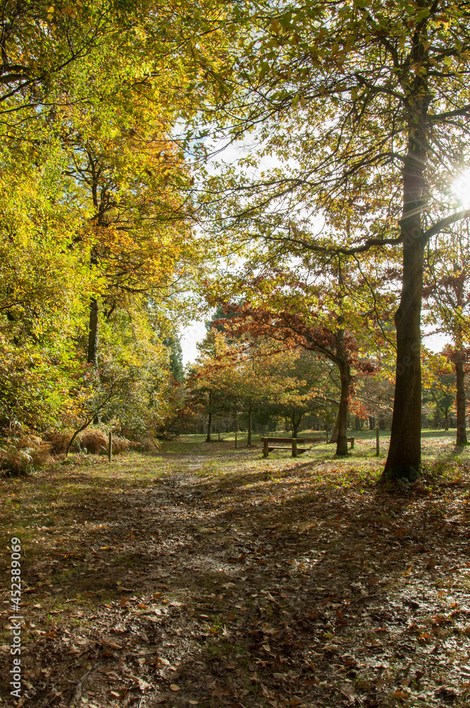 Autumn trees and leaves in the woodlands, 