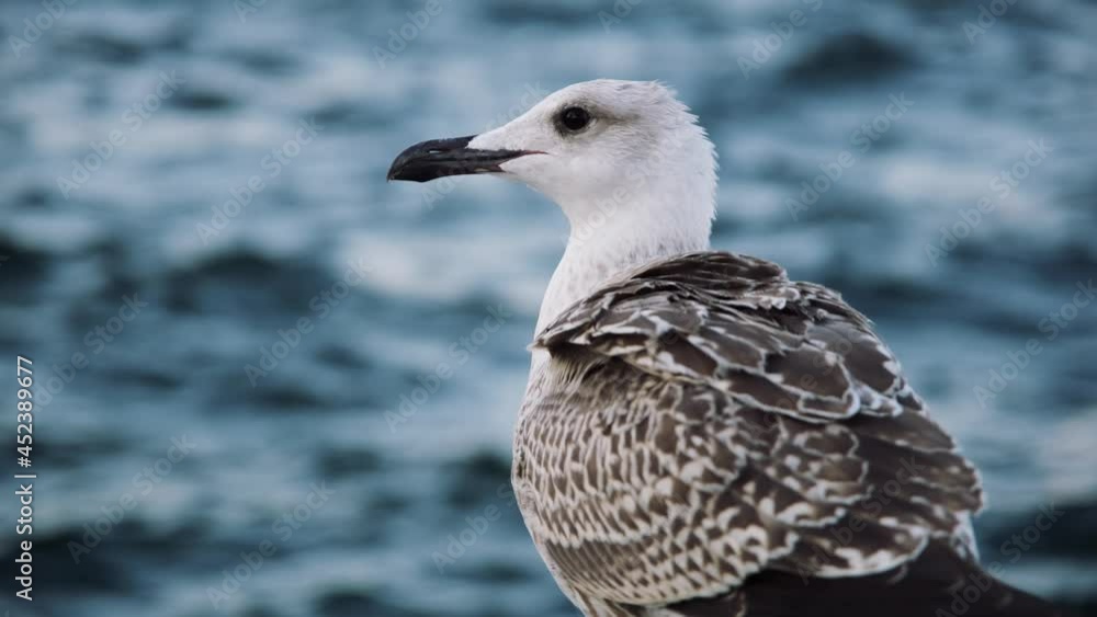 Curious white seagull near pacific ocean among wild marine mammals. Animals in natural habitat San Diego, California USA Curious white seagull near pacific ocean among wild marine mammals. Animals in natural habitat San Diego, California USA