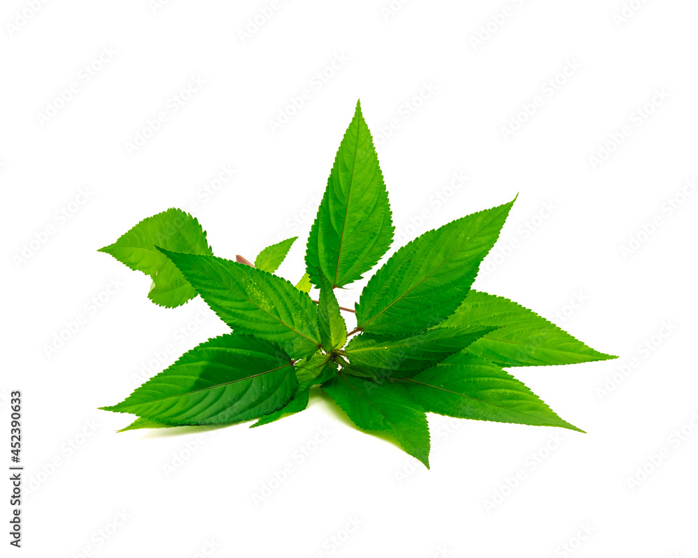 Close-up young branch of Jute mallow or red Egyptian Spinach mulukhiyah leaves isolated on white Close-up young branch of Jute mallow or red Egyptian Spinach mulukhiyah leaves isolated on white