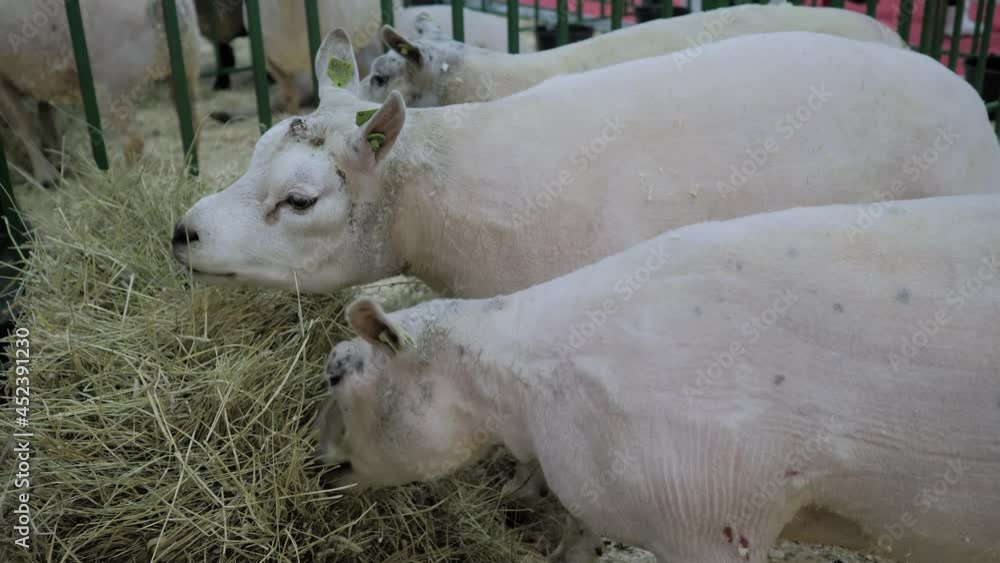 Flock of white Texel sheep eating hay at agricultural animal exhibition, small cattle trade show. Farming, feeding, agriculture industry, livestock and animal husbandry concept Flock of white Texel sheep eating hay at agricultural animal exhibition, small cattle trade show. Farming, feeding, agriculture industry, livestock and animal husbandry concept