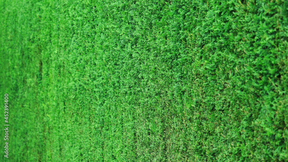Duży zielony żywopłot, równo przycięty  z tui. Big green hedge. - obrazy, fototapety, plakaty 