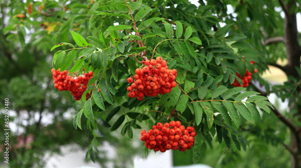 Czerwona jarzębina. Red mountain ash. Czerwona jarzębina. Red mountain ash.