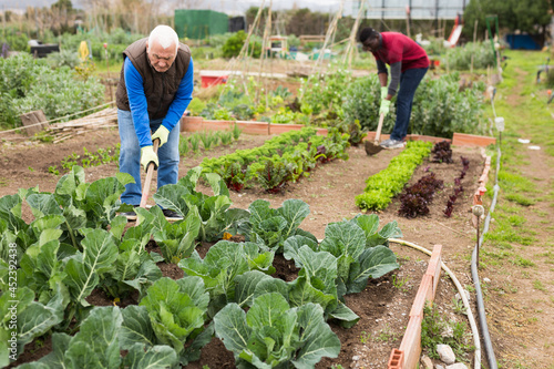 Принти на полотні Focused senior man working with hoe in kitchen garden, hoeing soil on vegetable rows